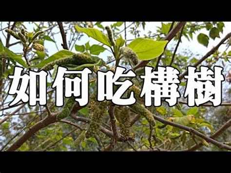 構樹葉的功效|構樹的功效與作用